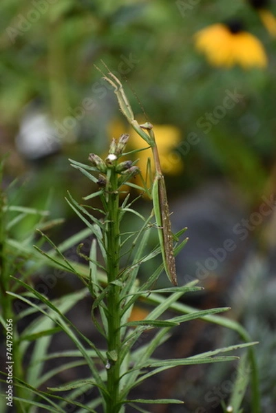 Obraz praying mantus