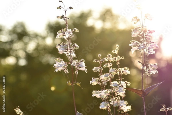 Obraz penstemon bloom