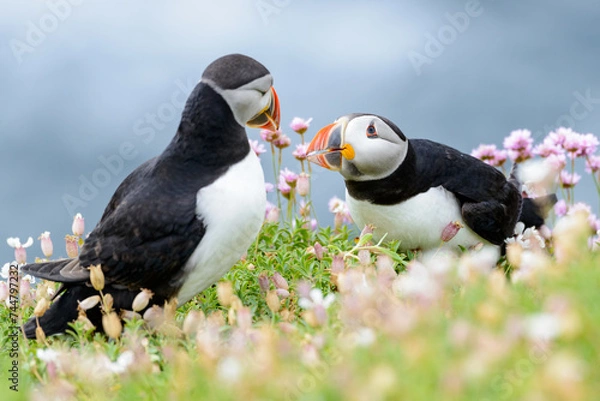 Obraz Puffins in love