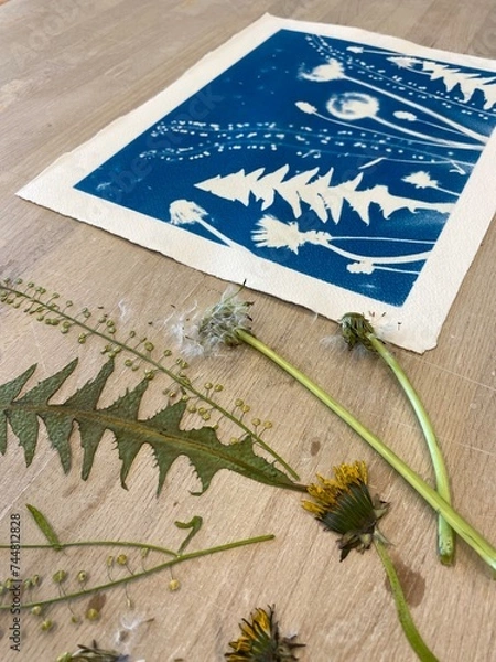 Fototapeta cyanotype / blueprint picture in the making