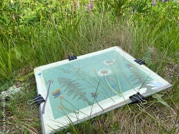 Fototapeta cyanotype / blueprint picture in the making