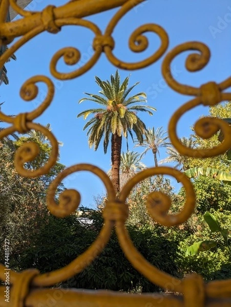 Obraz Palm tree in frame Marakesh Marocco 