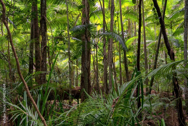 Fototapeta Hiking through dense jungle (rainforest) in the Cairns region, Far North Queensland, Australia: A lush canopy envelopes the trail, alive with the symphony of tropical wildlife.