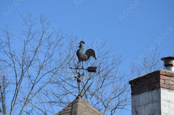Obraz bird on weathervane