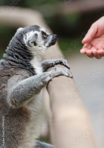 Obraz ring-tailed lemur