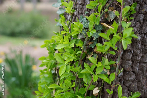 Obraz Green leaves on a tree trunk
