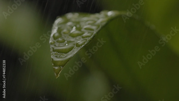 Fototapeta Fresh green plants with water droplets falling on them