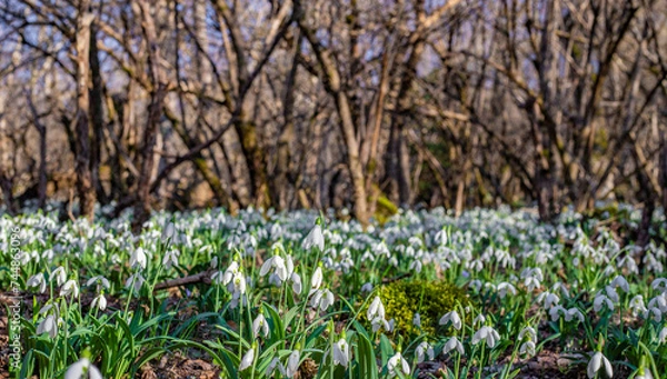 Fototapeta Snowdrops, forest landscape.