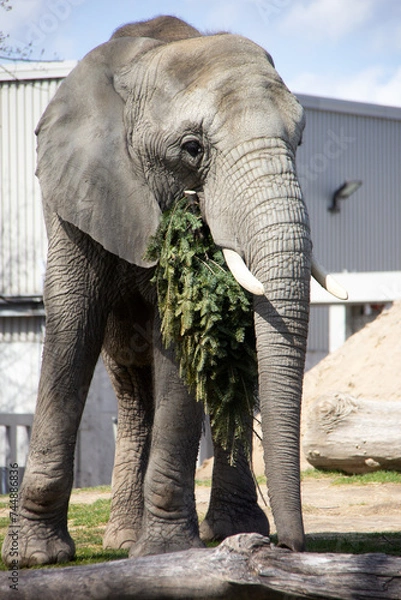 Obraz Elephant eating a fir in a zoo