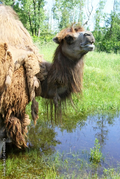 Obraz Portrait of a camel standing on swamp