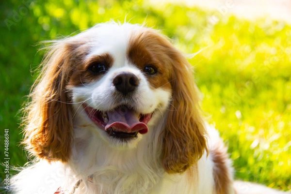Obraz Portait of a Cavalier King Charles Spaniel
