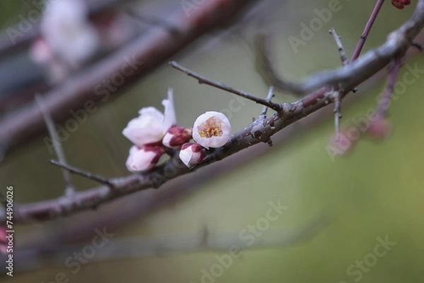 Obraz 河津桜