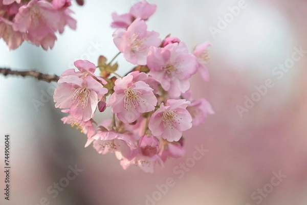 Fototapeta 河津桜