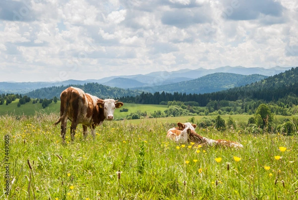 Obraz Cows on a meadow in Bieszczady, Poland