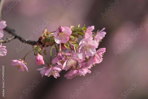 Fototapeta 河津桜