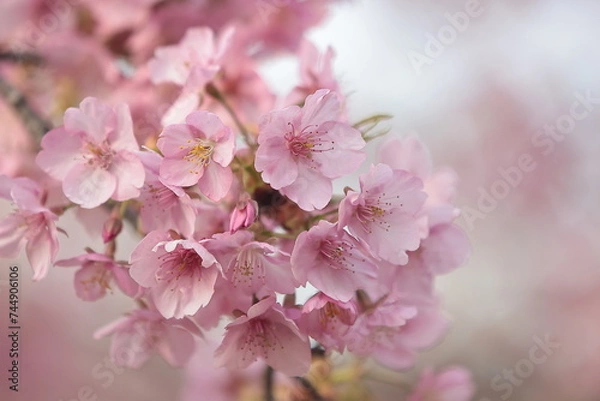 Obraz 河津桜