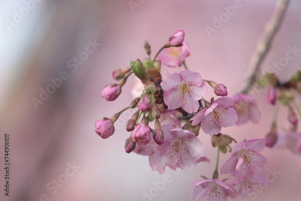 Fototapeta 河津桜
