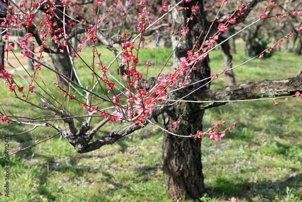 Fototapeta ウメ