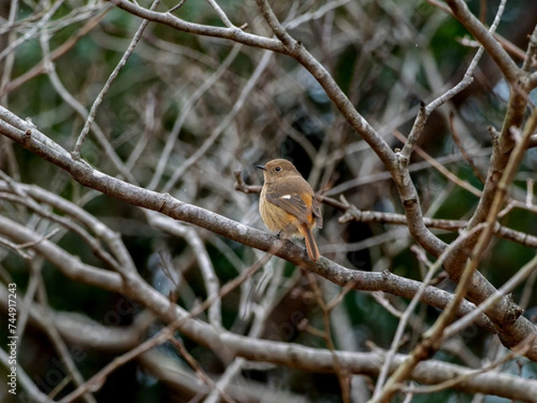 Fototapeta 木の枝にとまるジョウビタキのメス