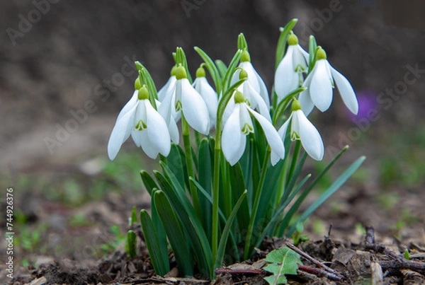 Fototapeta An isolated clump of snowdrops on the ground
