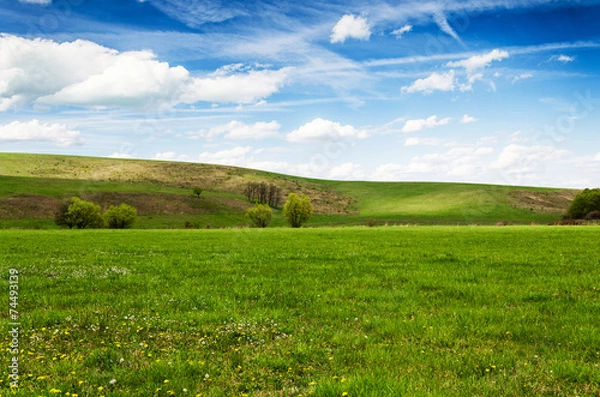 Obraz green field and blue sky