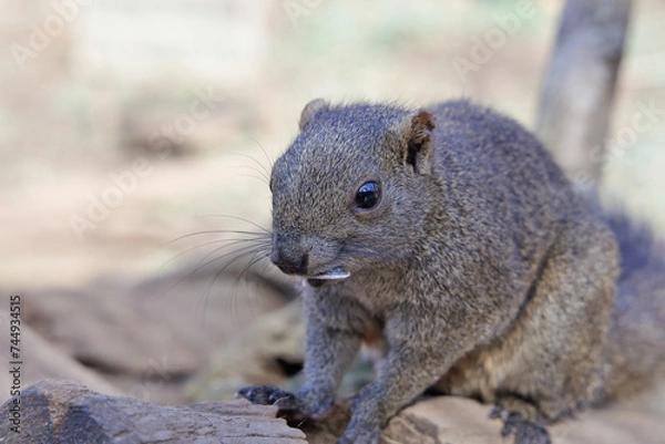 Fototapeta リス園のリス