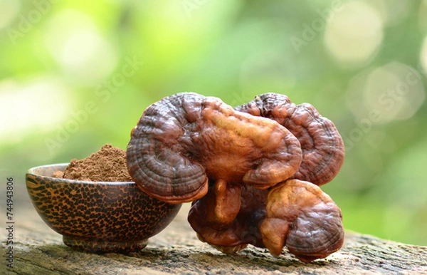 Fototapeta Ganoderma Lucidum Mushroom on wooden background, reishi mushroom Mushroom. background beautiful.