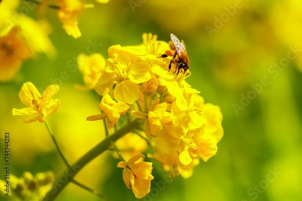 Fototapeta 菜の花とミツバチ