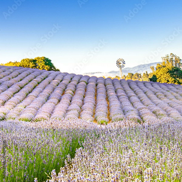 Obraz lavender field with a vintage windmill and low mountains in the distance in sonoma county california . High quality photo