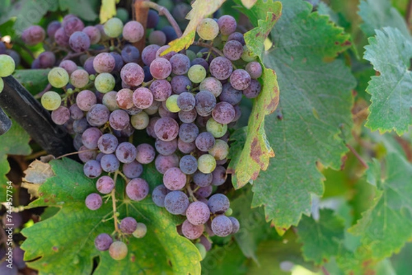 Obraz Red wine grapes on the vine nearing ripeness in veraison in Dry Creek Valley Sonoma County Wine Country California in late summer 