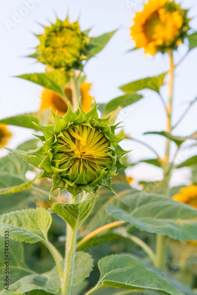 Obraz Young sunflower in the field