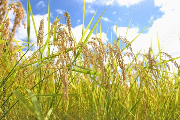 Obraz 輝く稲穂「魚沼産コシヒカリ」