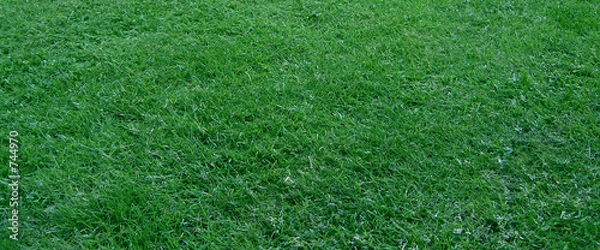 Fototapeta rasen (3)