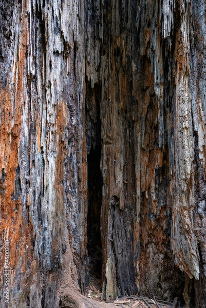 Fototapeta Australia Forrest オーストラリア　森林