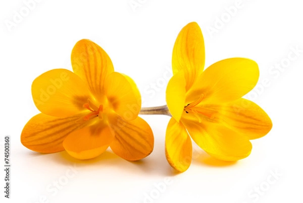 Obraz Gelbe Krokusblüten