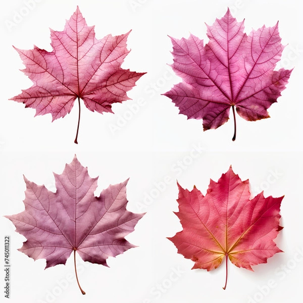 Fototapeta top down view of grape autumn leaf laid horizontally, white background.
