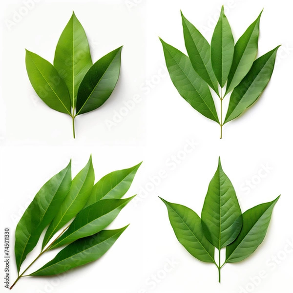 Fototapeta top down view of mango leaf laid horizontally, white background.