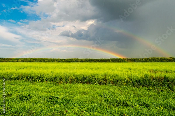 Obraz Double Rainbow over the meadow in the rain