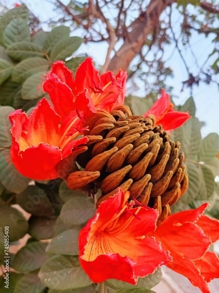 Obraz red and yellow leaves