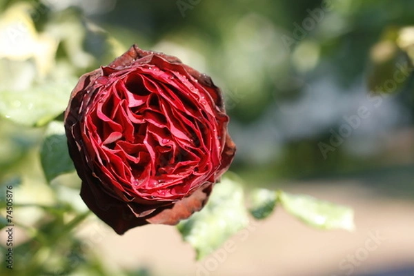 Obraz Rose after rain.