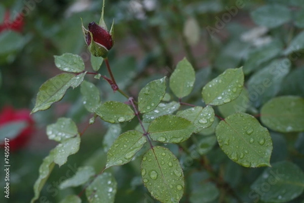 Obraz Rose after rain.
