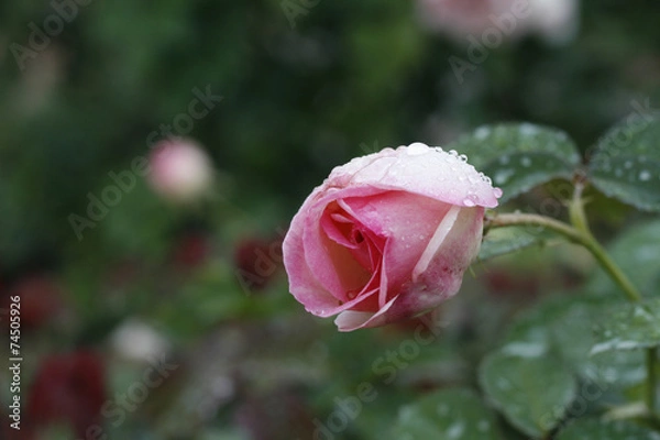 Obraz Rose after rain.