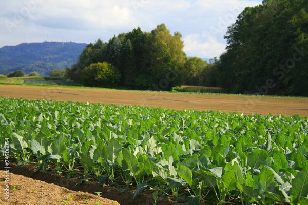 Obraz Field of cabbage kohlrabi.