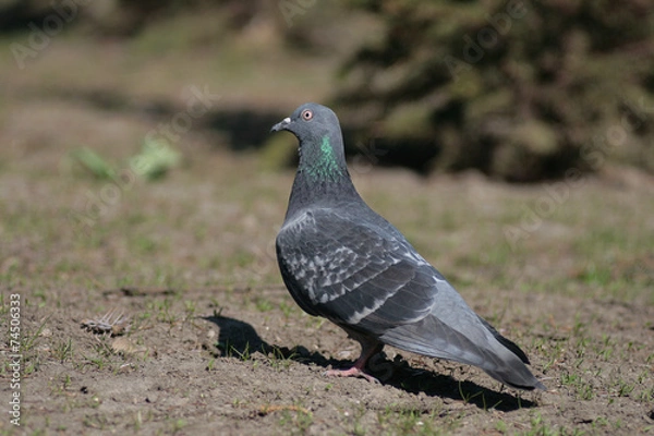 Obraz Dove in the city park .