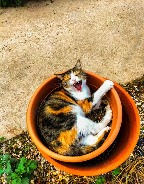 Obraz cat with its mouth open