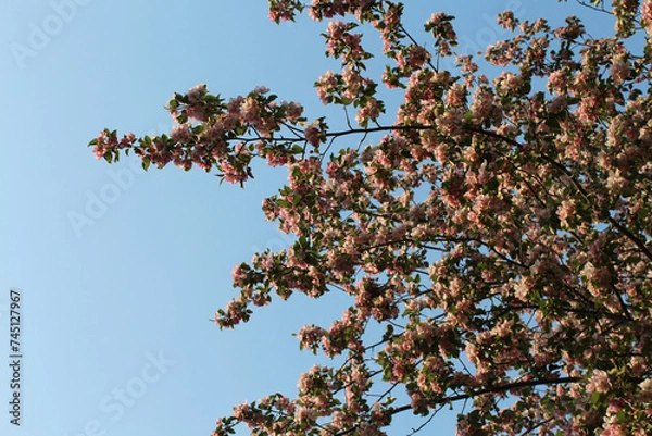 Fototapeta Blooming apple tree on blue sky background. Branches with pink flowers and buds. Spring background