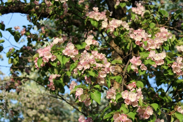 Fototapeta Branches of blooming apple tree. Pink flowers and foliage. Spring background