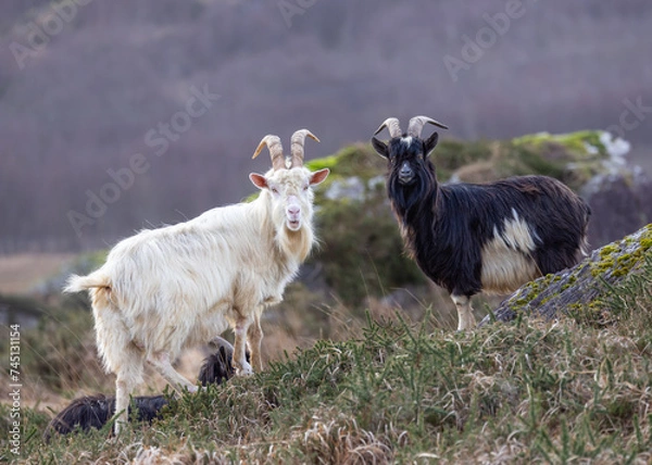 Obraz Feral goat in Irish mountains   Capra aegagrus hircus