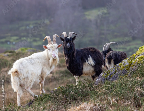 Obraz Feral goat in Irish mountains   Capra aegagrus hircus