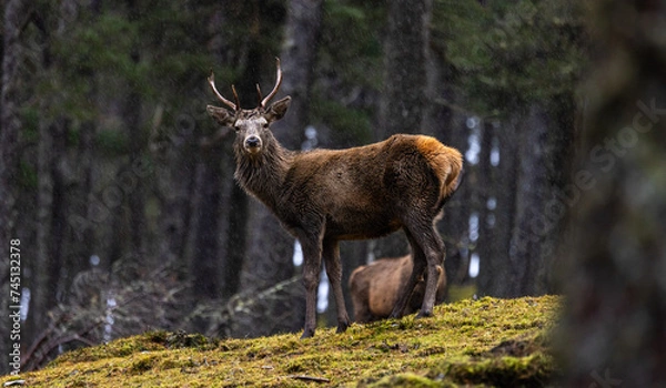 Obraz Red deer stag    Cervus elaphus
